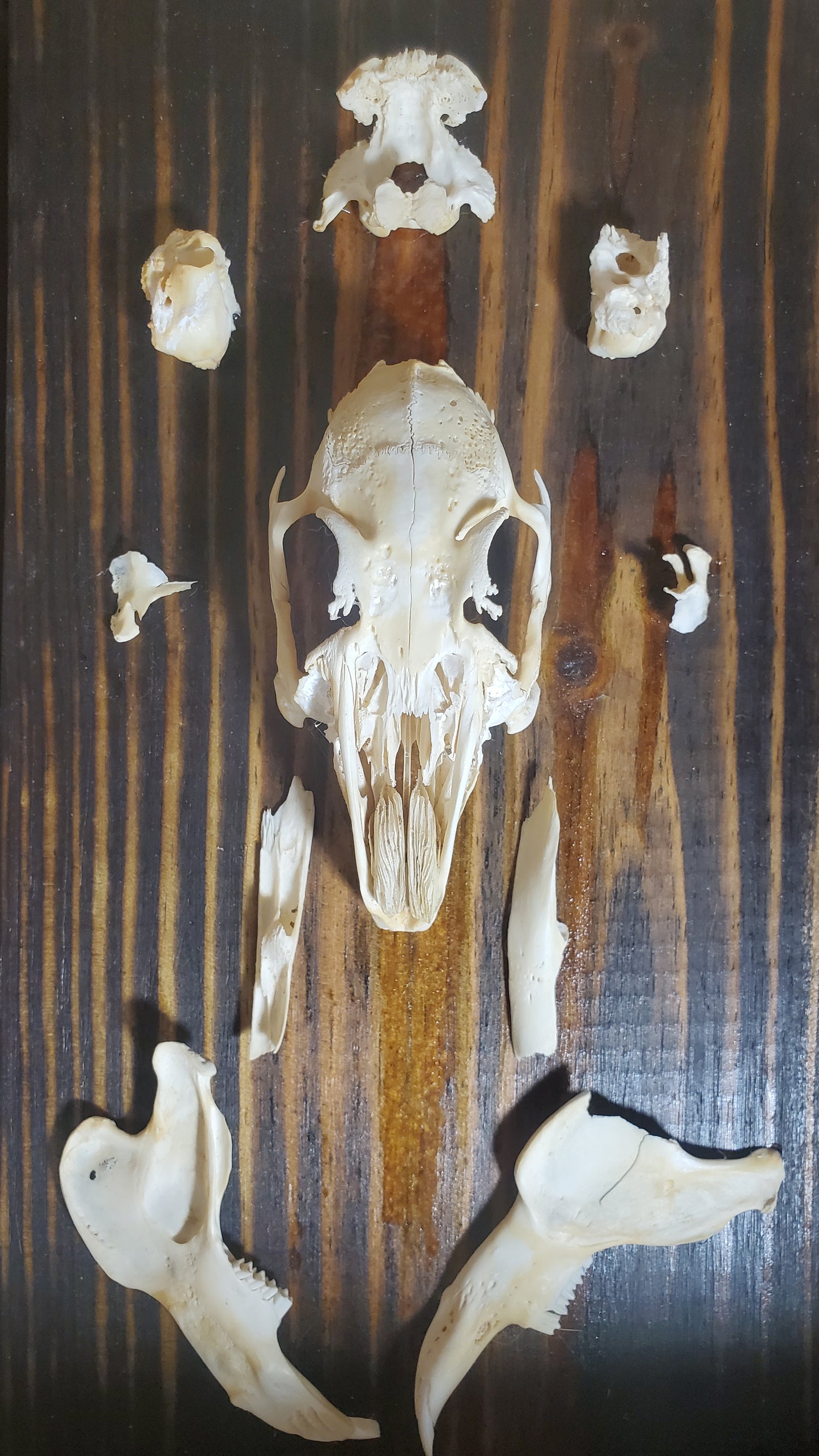 Skull (exploded display)